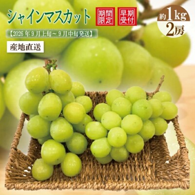 【早期受付・数量限定】四万十市産シャインマスカット2房(約1kg)【2026年9月上旬～9月中旬発送