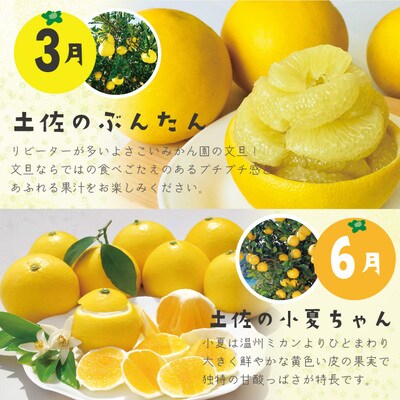 【早期受付・数量限定・3回定期便】高知よさこいみかん園のフルーツ定期便A【配送:R6年3・6・11月