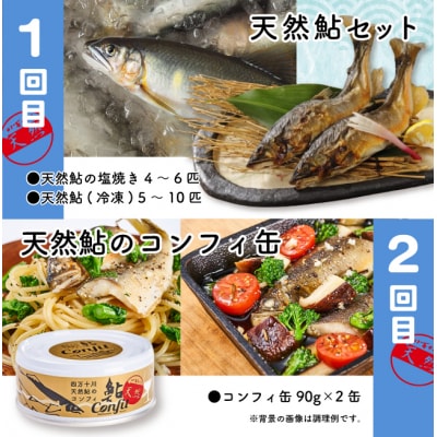 【4回定期便】鮎づくし!清流四万十川で育った天然鮎の定期便 26