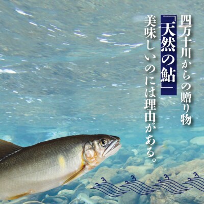 【4回定期便】鮎づくし!清流四万十川で育った天然鮎の定期便 26