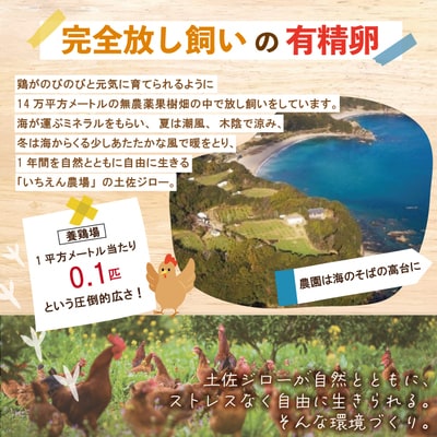 【定期便6回】濃厚でコクのある味わい!のびのび育った土佐ジローの自然卵20個(10個入り×2パック)