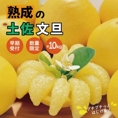 【早期受付・数量限定】熟成の土佐文旦10kg【家庭用】【2026年2月下旬より発送】