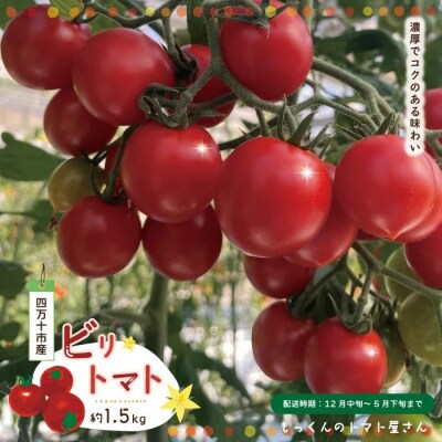 四万十市産 ビリトマト 1.5kg【12月中旬～5月下旬に発送】