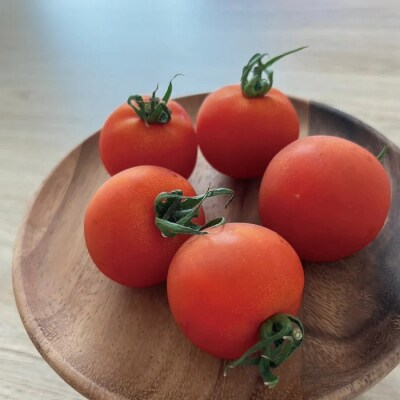 四万十市産 ビリトマト 1.5kg【12月中旬～5月下旬に発送】