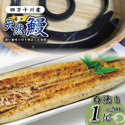 希少 四万十川産<天然うなぎ>白焼き 1尾(約200g)