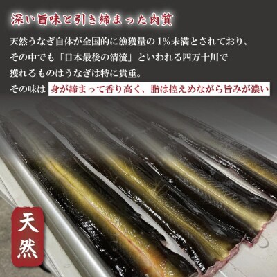 希少 四万十川産<天然うなぎ>蒲焼(約400g)R7