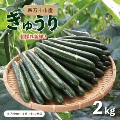 朝採れ新鮮!四万十市産きゅうり2kg【発送時期:11月中旬～4月下旬】