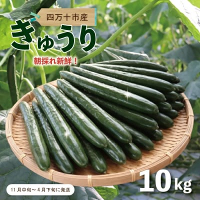 朝採れ新鮮!四万十市産きゅうり10kg【発送時期:11月中旬～4月下旬】
