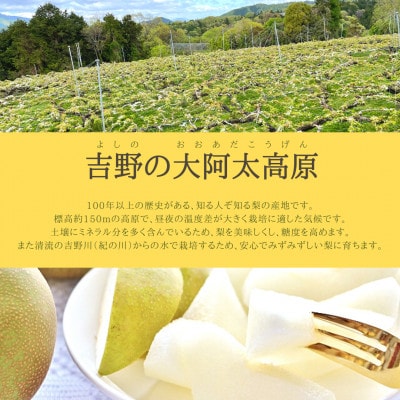 【2025年先行受付】南陽園の20世紀梨　おみやげ桜箱(2L以上・6～8個入り)　
