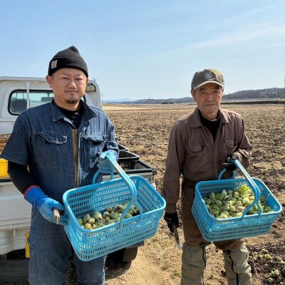 収穫から24時間以内に発送!ほろ苦い春の味わい「ふきのとう」Mサイズ1パック100g(約12個)