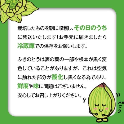 収穫から24時間以内に発送!ほろ苦い春の味わい「ふきのとう」Mサイズ200g(約24個)