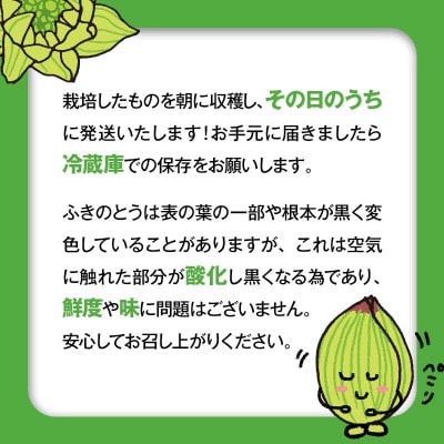 収穫から24時間以内に発送!ほろ苦い春の味わい「ふきのとう」Lサイズ1パック100g(約8個)