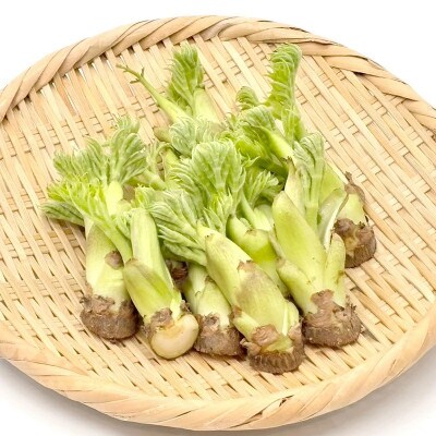 天栄村×鏡石町コラボ返礼品 山菜ごちそうセット ふきのとうとタラの芽(各100g)