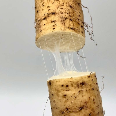 自然からのやさしい贈り物　天栄自然薯2本　贈答用にも