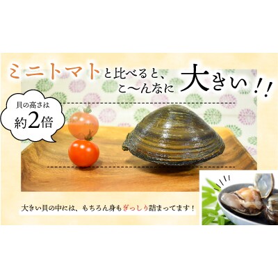 浦河前浜産「活ホッキ貝」2kg以上[02-280]