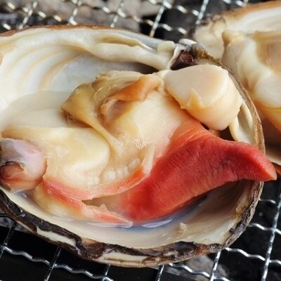 浦河前浜産「活ホッキ貝」2kg以上[02-280]
