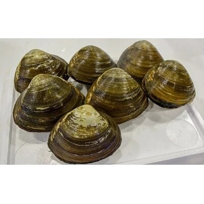 浦河前浜産「活ホッキ貝」2kg以上[02-280]