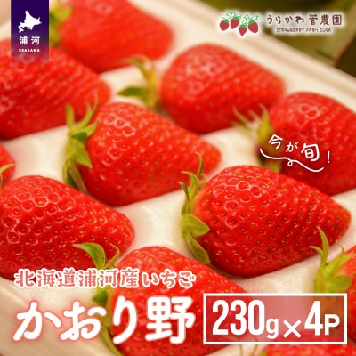 【今が旬!】北海道浦河産いちご「かおり野」230g×4P[13-113]