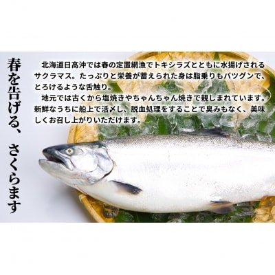 【訳アリ】北海道日高産 天然「チェリーサーモン」切身18切(個包装)[15-532]