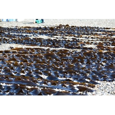 浦河町自慢の日高昆布!定期便(全6回)[51-1012]