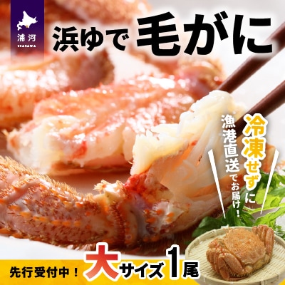 【先行受付開始!】漁協の浜ゆで毛がに 大サイズ1尾※日付指定対応不可※[02-346]