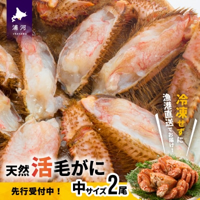 【先行受付開始!】漁協の活毛がに 中サイズ2尾セット※日付指定対応不可※[02-175]
