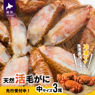 【先行受付開始!】漁協の活毛がに 中サイズ3尾セット※日付指定対応不可※[02-176]