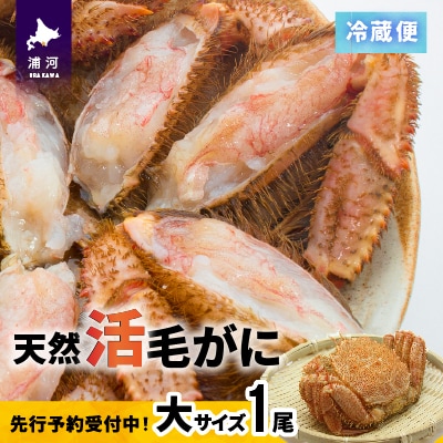 【先行受付開始!】漁協の活毛がに 大サイズ1尾※日付指定対応不可※[02-1204]