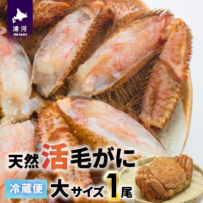 【今が旬!】漁協の活毛がに 大サイズ1尾※日付指定対応不可※[02-1204]