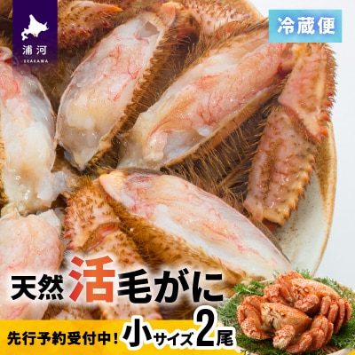 【先行受付開始!】漁協の活毛がに 小サイズ2尾セット※日付指定対応不可※[02-1205]