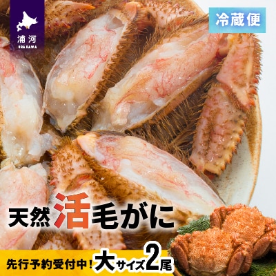 【先行受付開始!】漁協の活毛がに 大サイズ2尾セット※日付指定対応不可※[02-507]