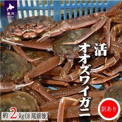 訳あり 活オオズワイガニ約2kg(8尾前後入)[02-1301]
