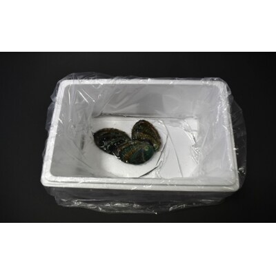 【12月発送!】活蝦夷あわび×3個[46-1345]