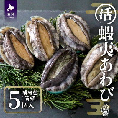 【3月発送!】活蝦夷あわび×5個[46-1344]