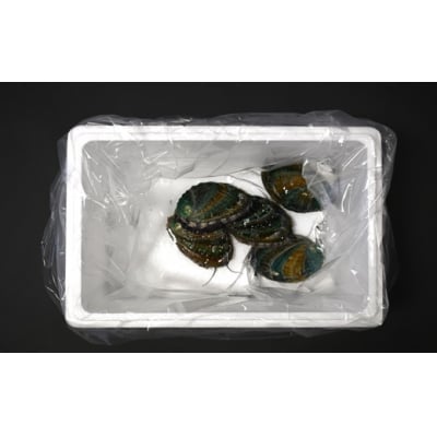 【3月発送!】活蝦夷あわび×5個[46-1344]