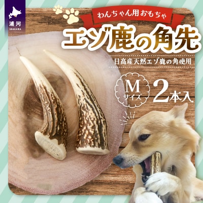 エゾ鹿の角先 Mサイズ×2本セット(1本物)[54-1364]