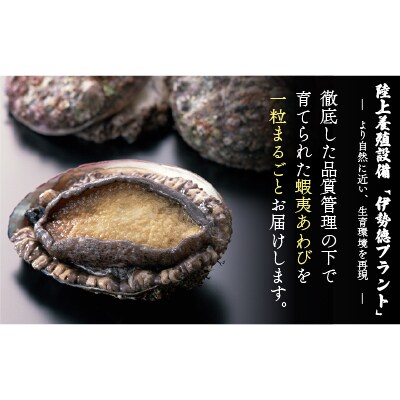 蝦夷あわび アヒージョ味(75g×1)[46-1385]