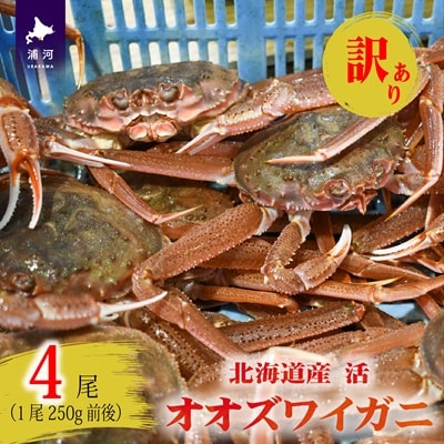 訳あり 活オオズワイガニ250g前後×4尾[02-1409]