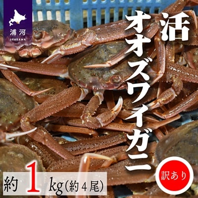 訳あり 活オオズワイガニ約1kg(約4尾入)[02-1409]