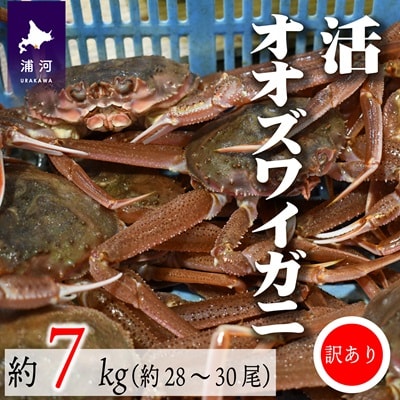 訳あり 活オオズワイガニ約7kg(約28～30尾入)[02-1411]
