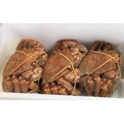 【今が旬!】漁協の浜ゆで毛がに 大サイズ3尾※日付指定対応不可※[02-1416]