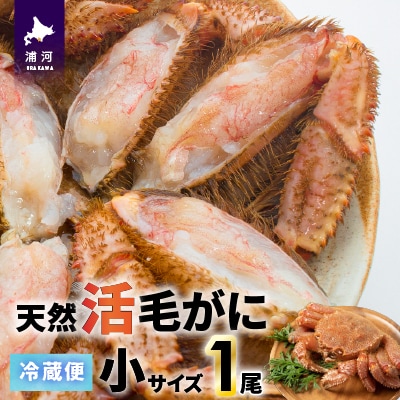 【今が旬!】漁協の活毛がに 小サイズ1尾※日付指定対応不可※[02-1419]