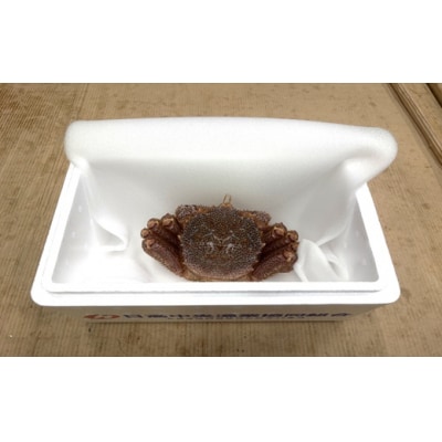 【今が旬!】漁協の活毛がに 小サイズ1尾※日付指定対応不可※[02-1419]