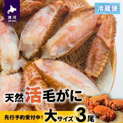 【先行受付開始!】漁協の活毛がに 大サイズ3尾※日付指定対応不可※[02-1420]