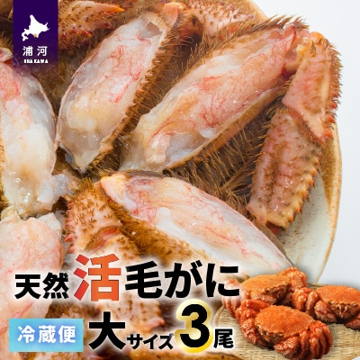 【今が旬!】漁協の活毛がに 大サイズ3尾※日付指定対応不可※[02-1420]