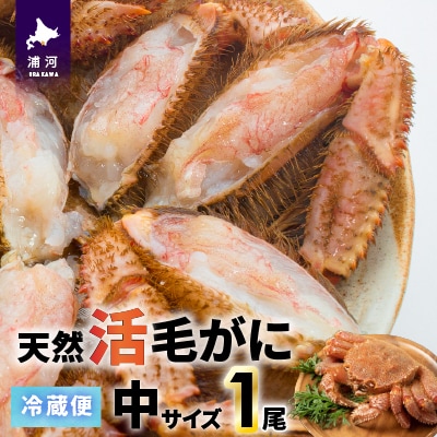 【今が旬!】漁協の活毛がに 中サイズ1尾※日付指定対応不可※[02-1421]