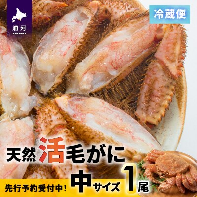 【先行受付開始!】漁協の活毛がに 中サイズ1尾※日付指定対応不可※[02-1421]