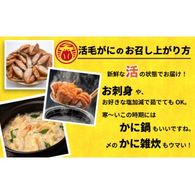 【先行受付開始!】漁協の活毛がに 中サイズ1尾※日付指定対応不可※[02-1421]