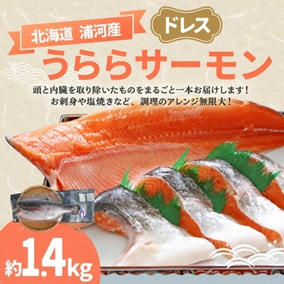 北海道浦河町産『うららサーモン』のドレス1本(約1.4kg)[02-1511]