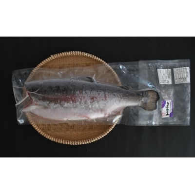 北海道浦河町産『トラウトサーモン』のドレス1本(約1.4kg)[02-1511]